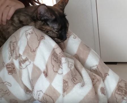 ねこ　ももちゃん