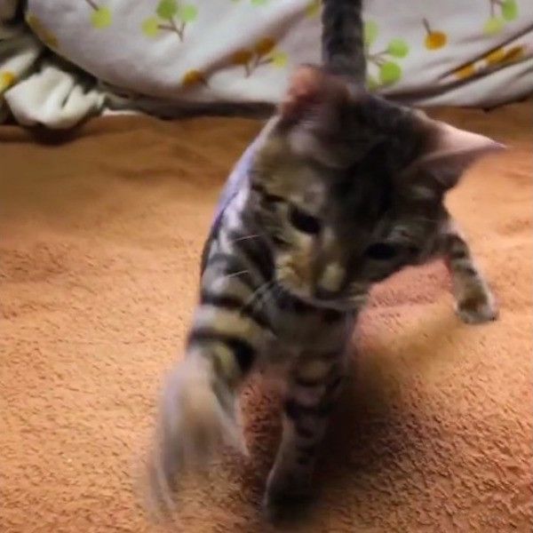 空振りニャンコ