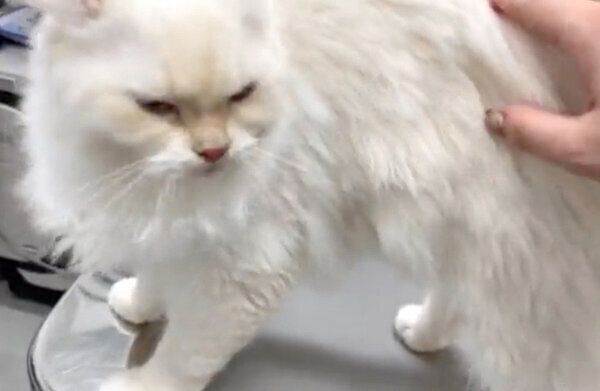 ゴロゴロ喉を鳴らすおこめちゃん