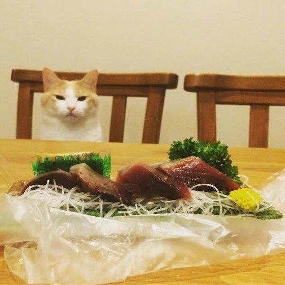 刺身をながめる猫