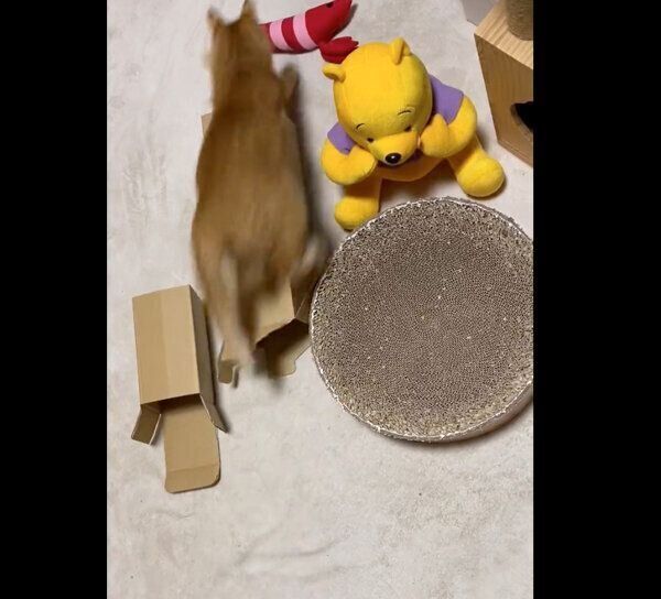 ジャンプするつぶちゃん