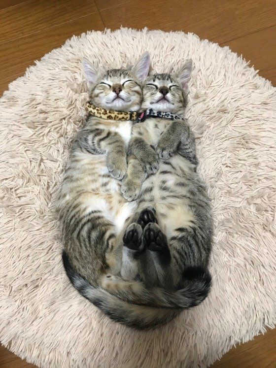 キジトラのミルクちゃんとクルミちゃん