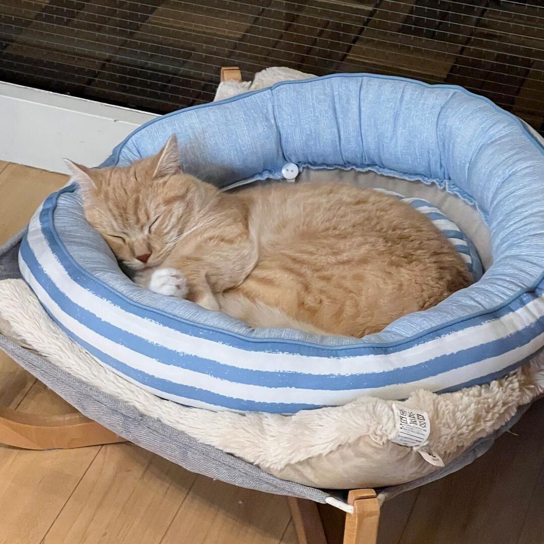 お休み中の桃福ちゃん