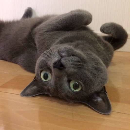 寝転がるロシアンブルー