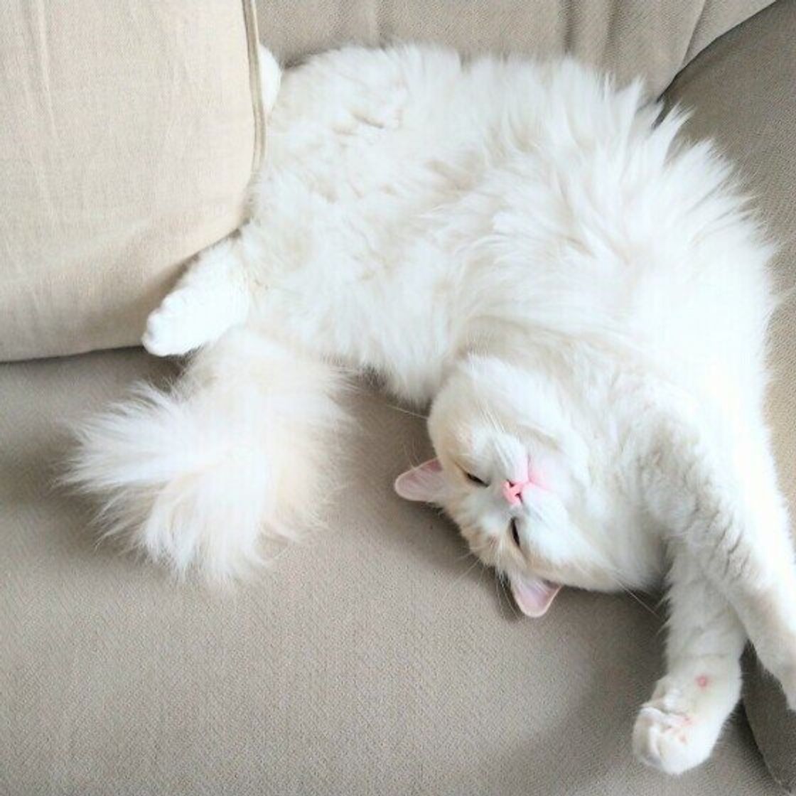 オス猫は 甘えん坊 性格と名前に由来はある 最新 オス猫に大人気の名前の猫たちをご紹介 ねこのきもちweb Magazine オス猫は 甘えん坊 性格と名前に由来はある 最新 オス猫に大人気の名前の猫たちをご紹介 ねこのきもちweb Magazine