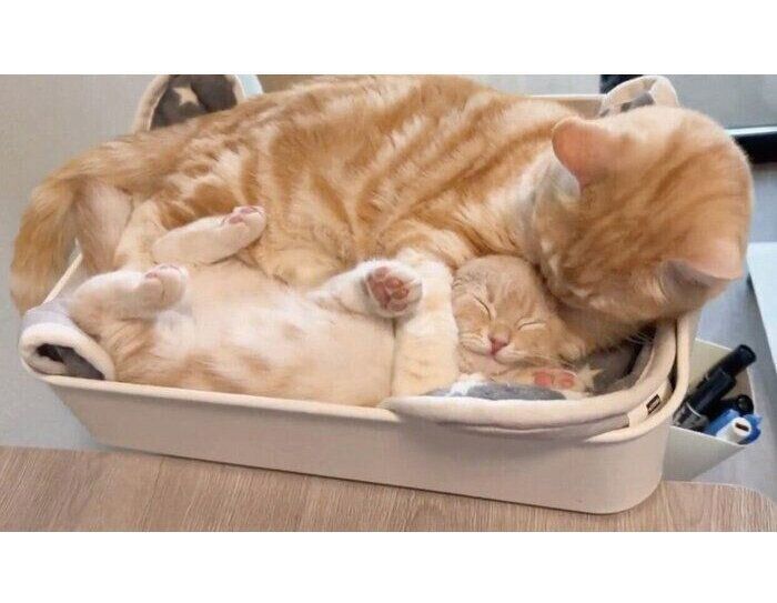 仲良しなポッケくんとミクくん