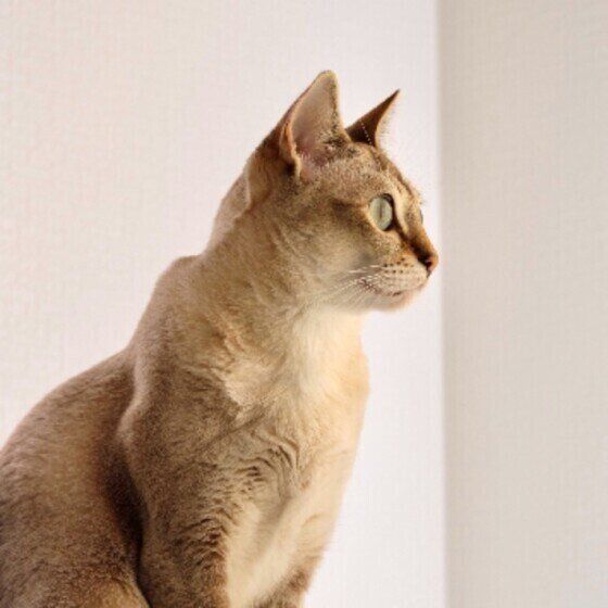 遠くを見つめるシンガプーラのランちゃん