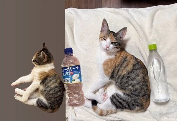 すずちゃんの成長比較写真