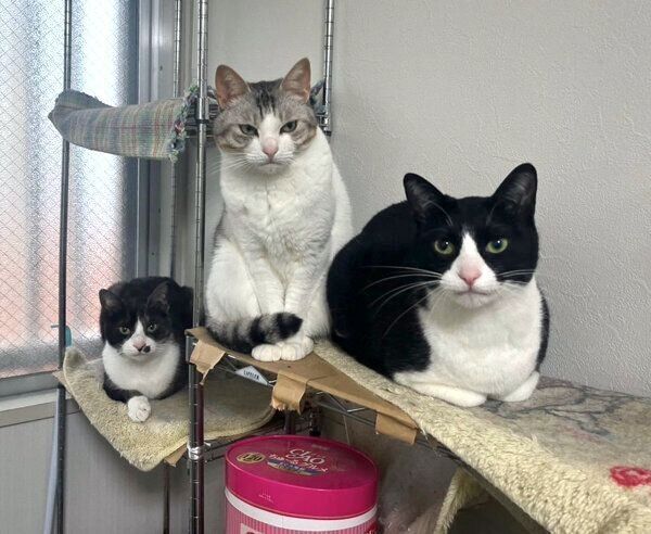 見つめるもやしくん、とうふちゃん、くろまめちゃん