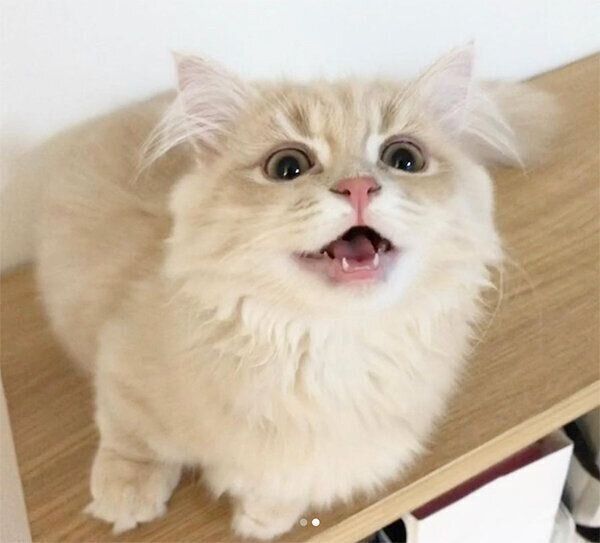 見つめるモニくん