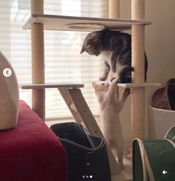 仲良く遊ぶ先住猫・ヨルくん、新入り猫・テクくん