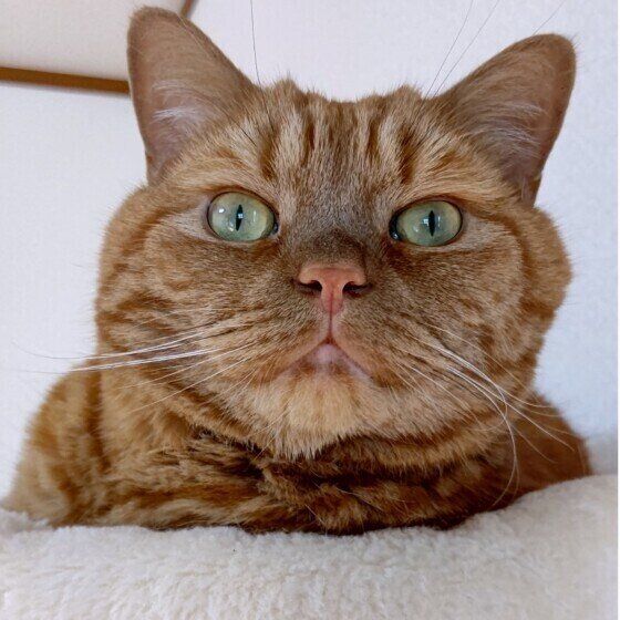 アメリカンショートヘアの龍太くん