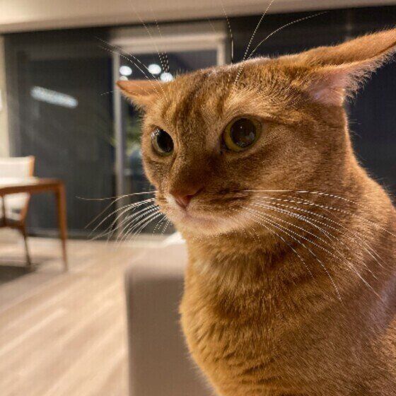 イカ耳になるゆりこちゃん（ソマリ）