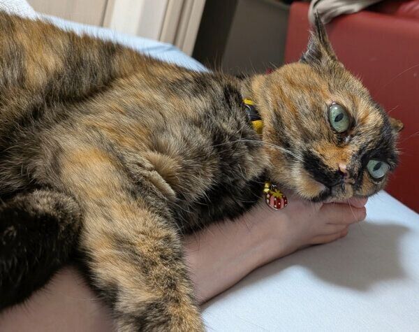飼い主さんの手に抱きつくしじみちゃん