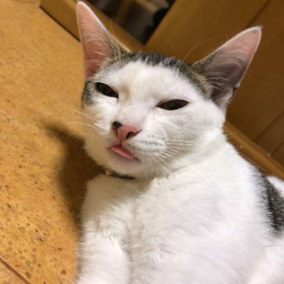 舌をしまい忘れた猫