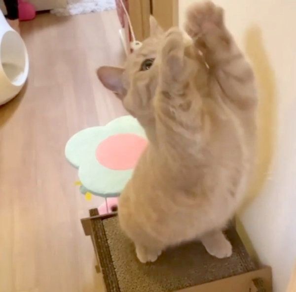 無邪気に遊ぶここちゃん