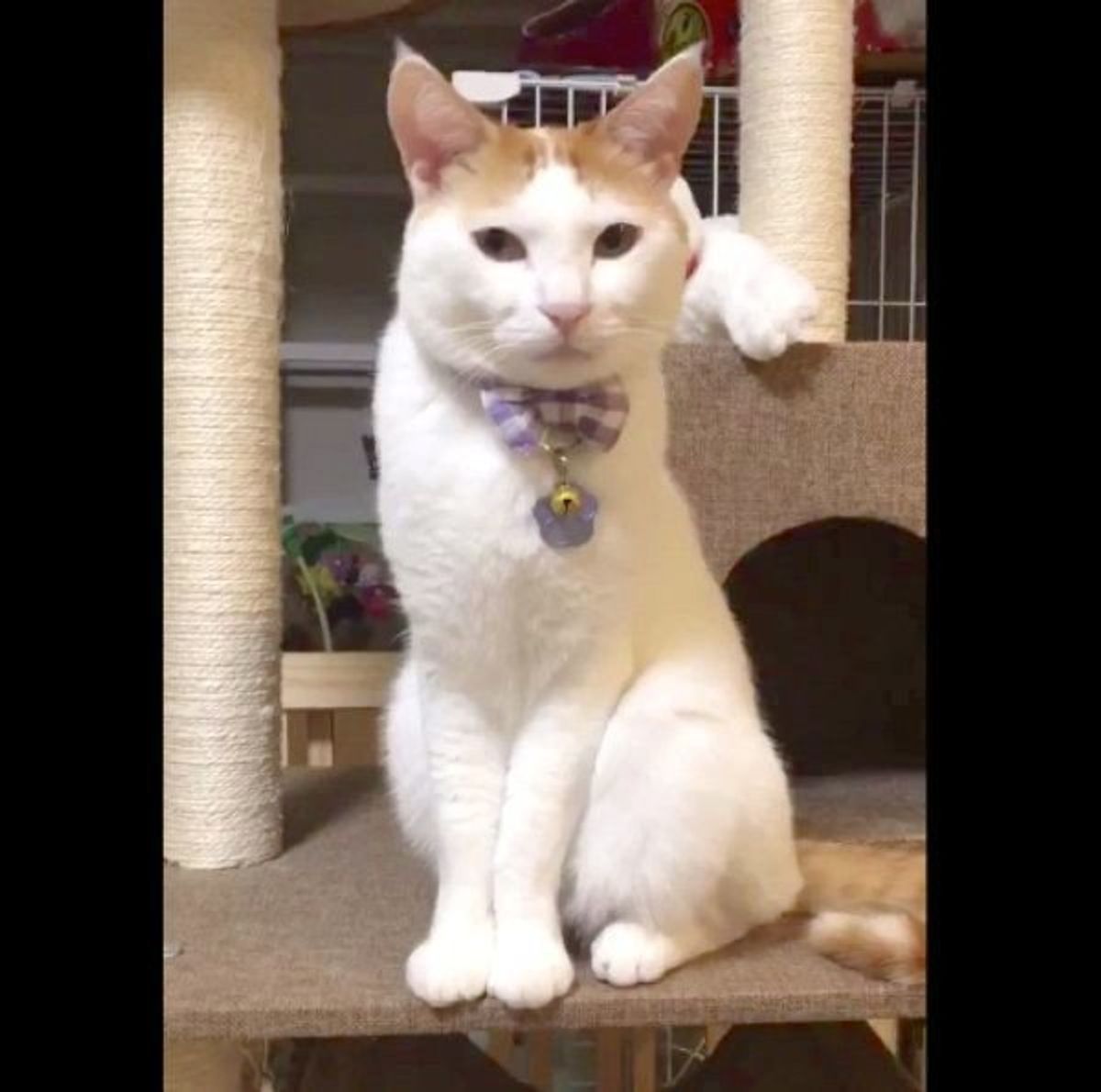飼い主さんにゆっくり瞬きする猫 素敵な関係性に多くの反響の声が ねこのきもちweb Magazine 飼い主さんにゆっくり瞬きする猫 素敵な関係性に多くの反響の声が ねこのきもちweb Magazine