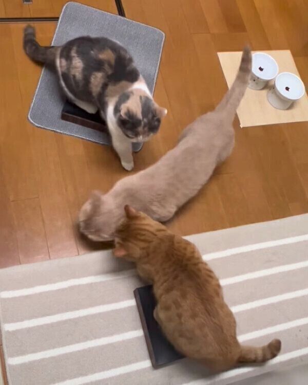 ごはん待ちをするココちゃん、ネネちゃん、ララちゃん