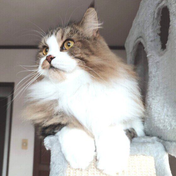 スコティッシュフォールド・ロングヘアの絆くん