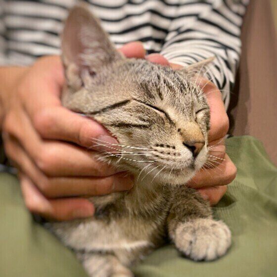 Mix（キジトラ）のねこまるくん♪