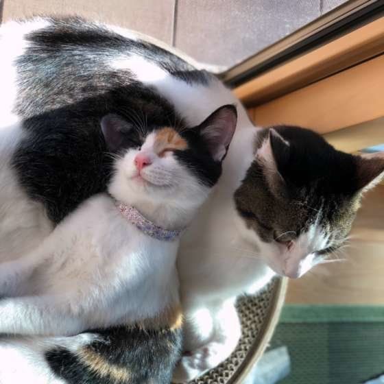  雅(みやび) ちゃん MIX　ミケ