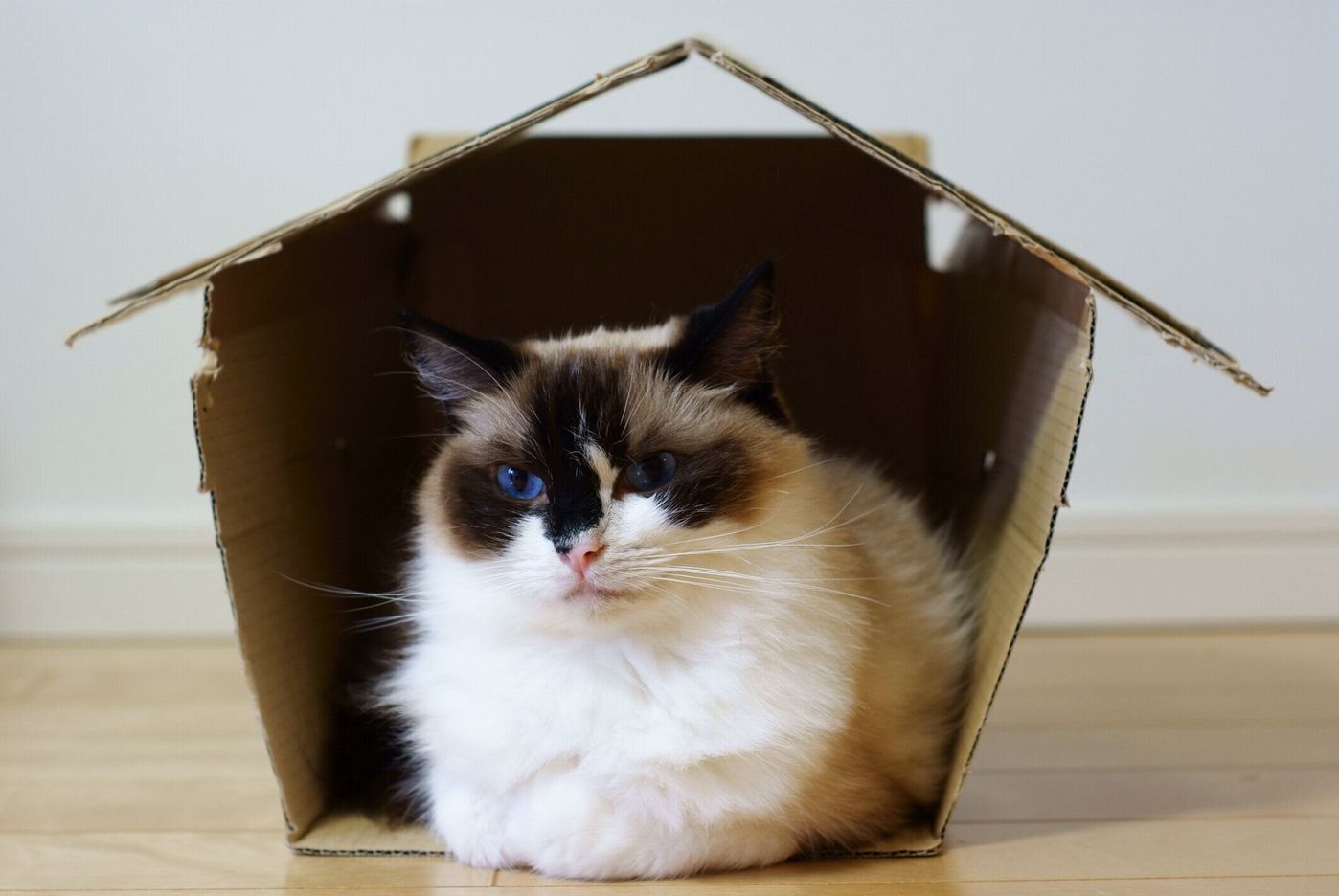 捨てるだけ の空き 段ボール を猫グッズに活用したい みんなの手作り猫グッズ3選 ねこのきもちweb Magazine 捨てるだけ の空き 段ボール を猫グッズに活用したい みんなの手作り猫グッズ3選 ねこのきもちweb Magazine