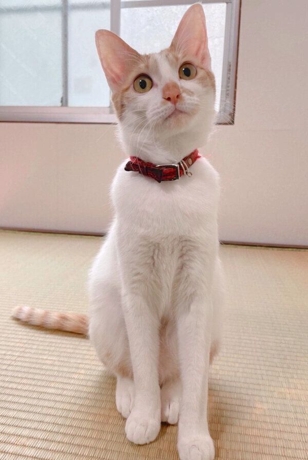 見つめるポチちゃん