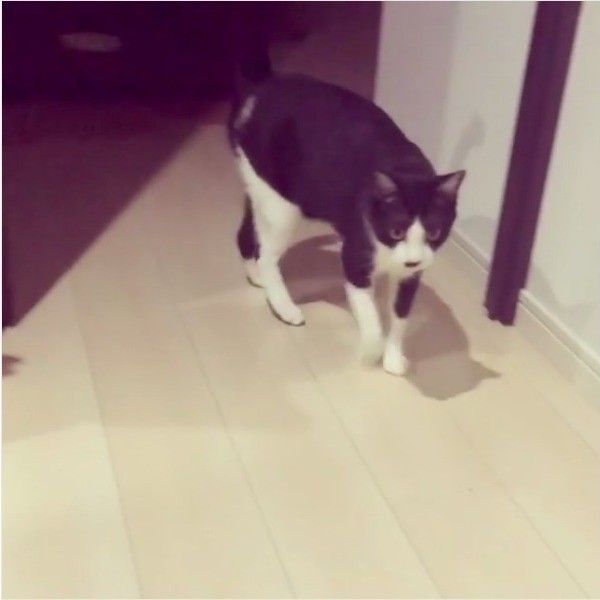 先陣を切るニャンコ