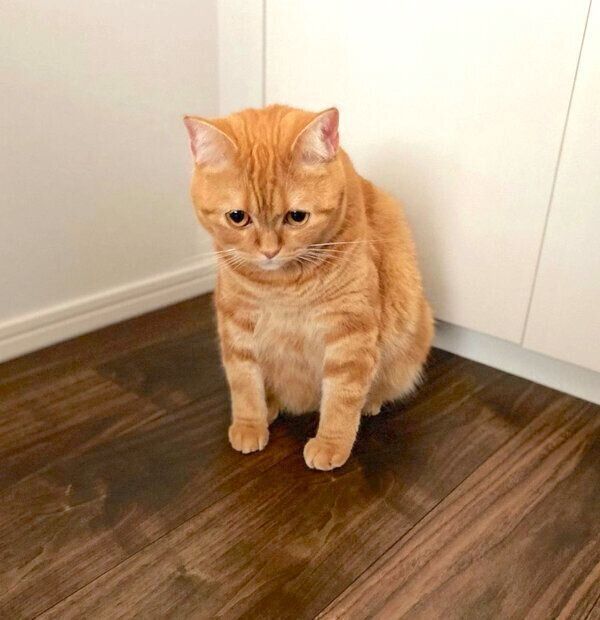 「朝ごはんのおかわりください」と静かにアピールをするハナちゃん