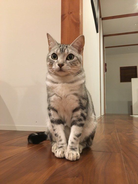 背筋を伸ばして座るアメリカンショートヘア