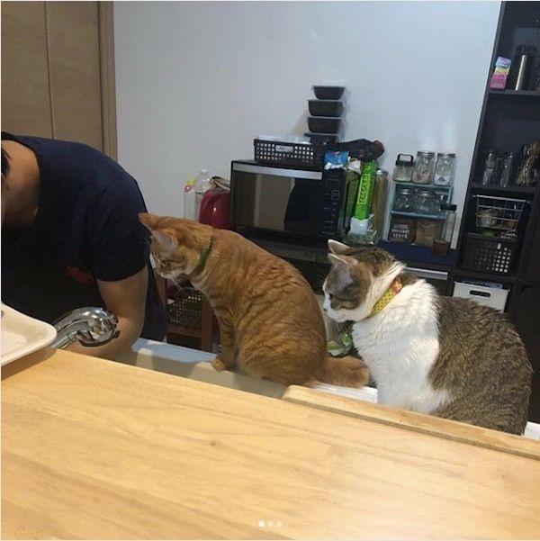 食べ物を見つめるニャンコ