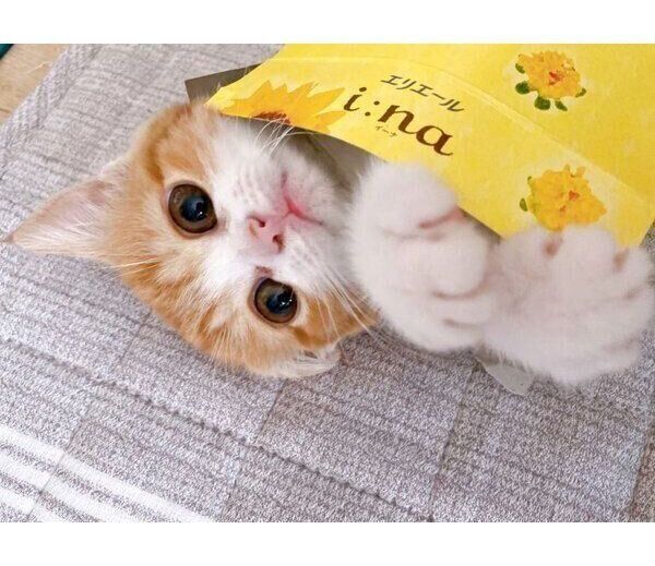 ティッシュ箱に入って遊ぶモチさん