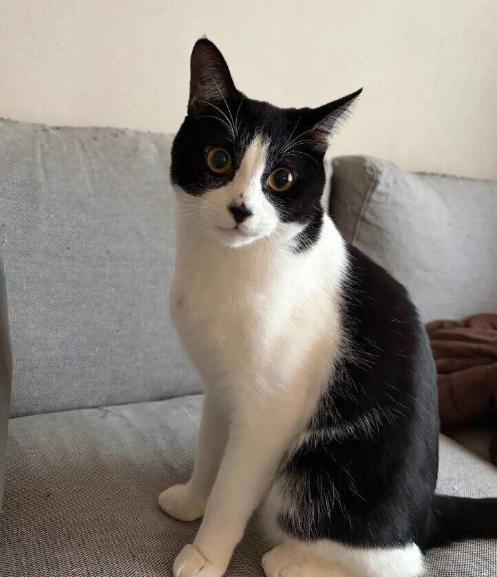 飼い主を見つめる猫