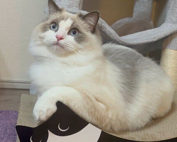 爪とぎに乗るカニちゃん