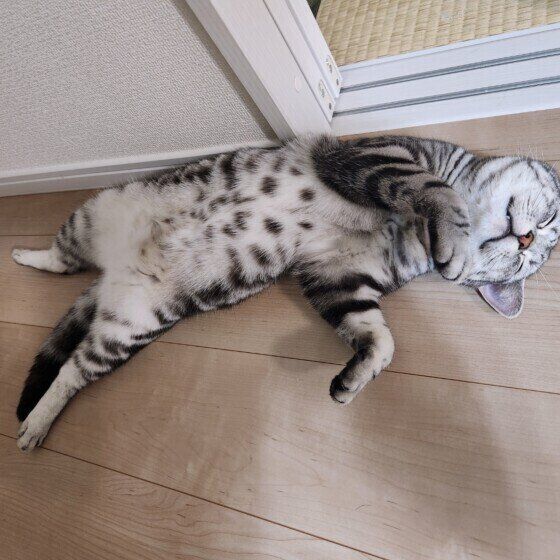 お腹を出している猫