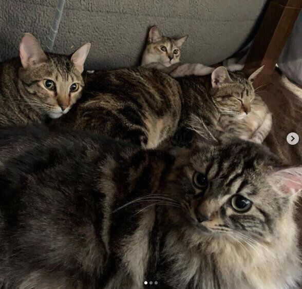 みんなでこたつに入る猫のゴーくん、ヒロくん、ルカちゃん、ミウちゃん