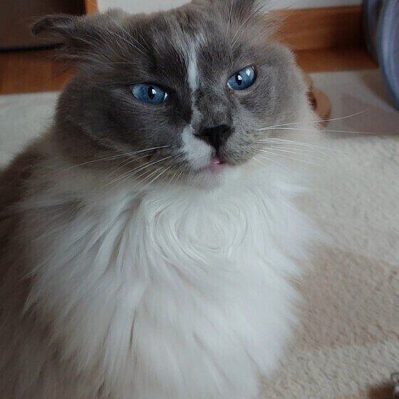 見つめるラグドール