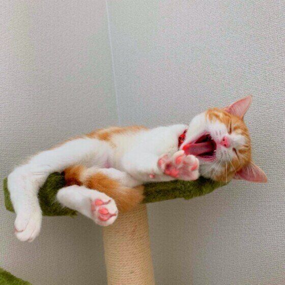 あくびをするマンチカン