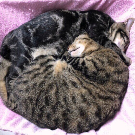 MIXキジトラのトラジロウくんと同居猫