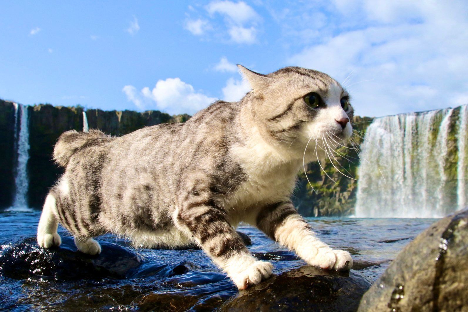 滝をバックに、ニャン吉大橋