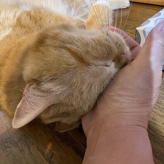 エキゾチックショートヘアのゆずちゃん