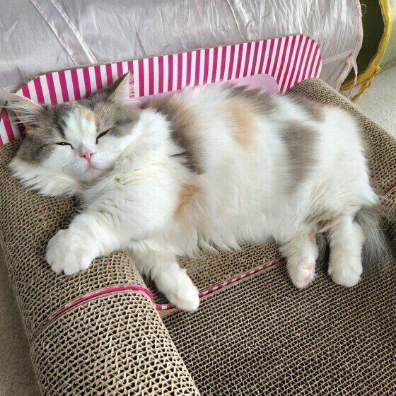 ミヌエットのラテちゃん