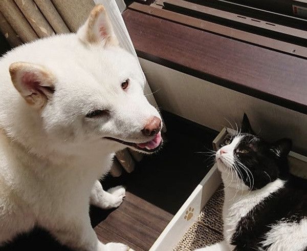 柴犬と猫