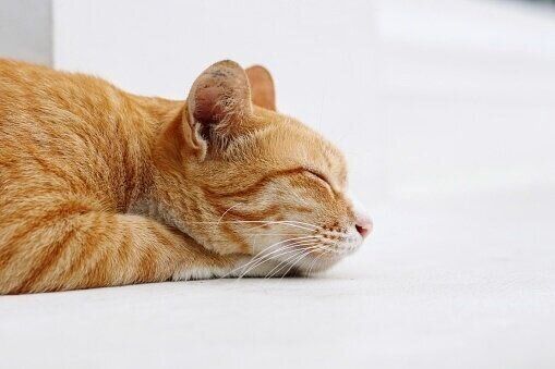 眠る猫