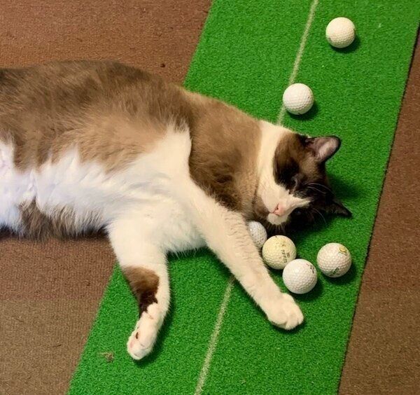 ゴルフボールで遊ぶふっくん
