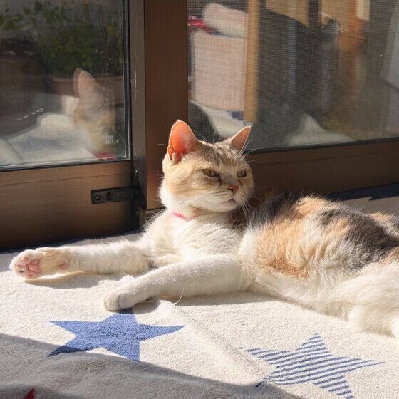 日向ぼっこするスコティッシュフォールド