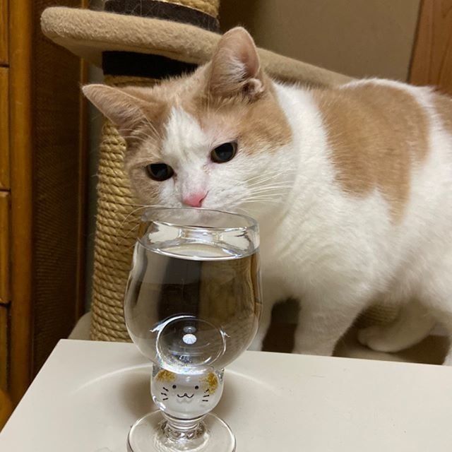 グラスを見つめる猫