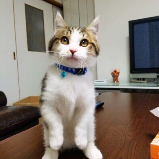 エースくん  マンチカン