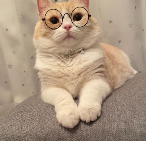猫＋メガネ＝悶絶級のかわいさ！ダイソーのペット用メガネをご紹介｜ね
