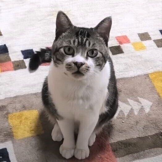 飼い主さんを見つめる猫